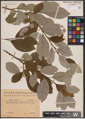 Foto von Salix caprea L.